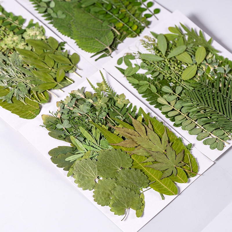 Dried Flower Bulk - 1 ชุด 35 ชิ้น Pressed ดอกไม้แห้งผสม