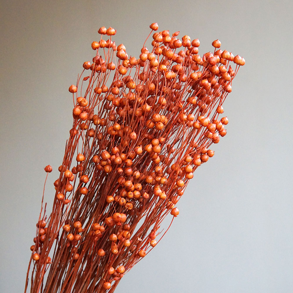 ดอกออร์โมเซีย โฮเซีย แห้ง 35 ก - Dried Flower Bulk บทวิจารณ์และราคา