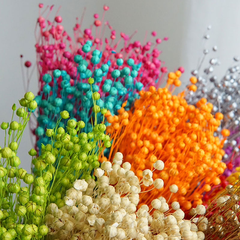 ดอกออร์โมเซีย โฮเซีย แห้ง 35 ก - Dried Flower Bulk บทวิจารณ์และราคา