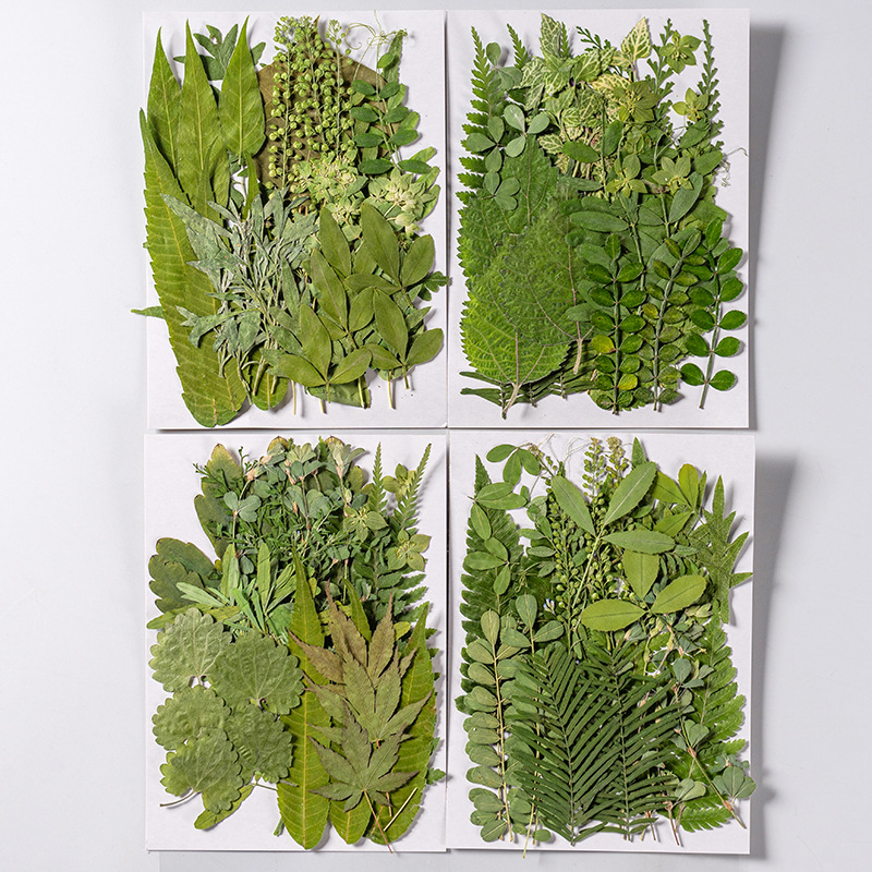 1 ชุด 35 ชิ้น Pressed ดอกไม้แห - Dried Flower Bulk บทวิจารณ์และราคา