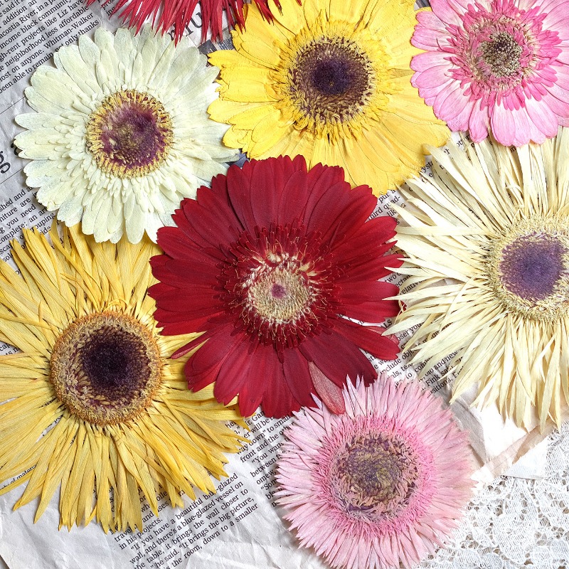 ดอกเกอร์เบอร์ร่าแห้ง 1 ชิ้น/7- - Resin Craft Ideas บทวิจารณ์และราคา