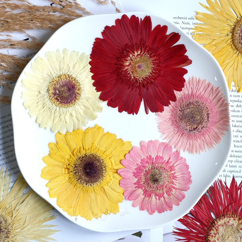 ดอกเกอร์เบอร์ร่าแห้ง 1 ชิ้น/7- - Resin Craft Ideas บทวิจารณ์และราคา